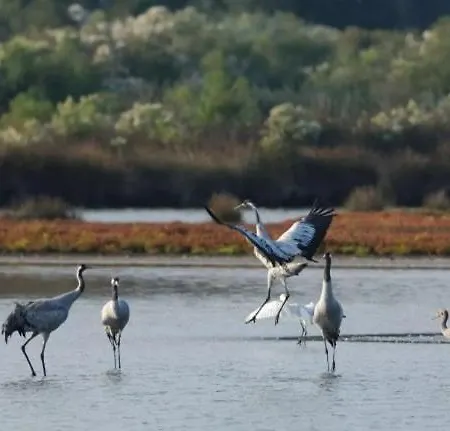 Le Cabanon Du Marché Chalet Audenge